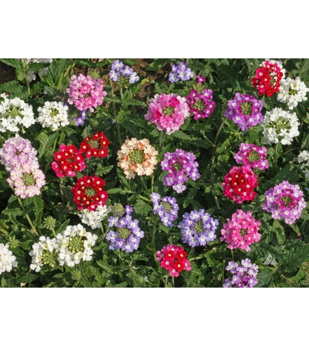 VERBENA