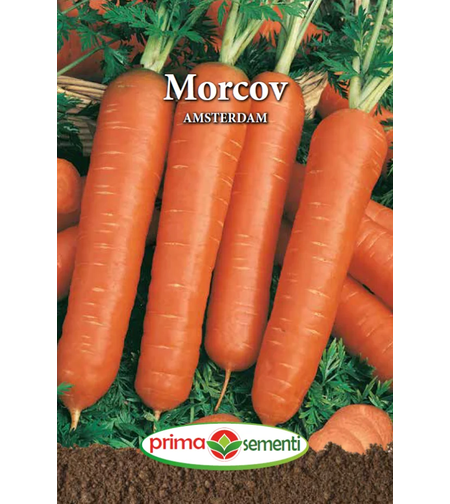 MORCOV AMSTERDAM 5GR