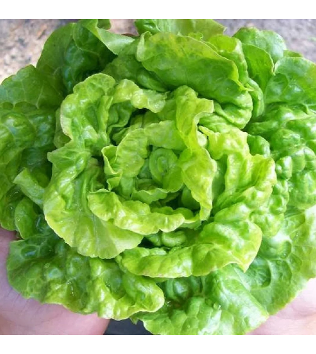 SALATA WHITE BOSTON PLIC 3GR