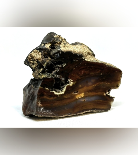 Вкаменено дърво с Опалит