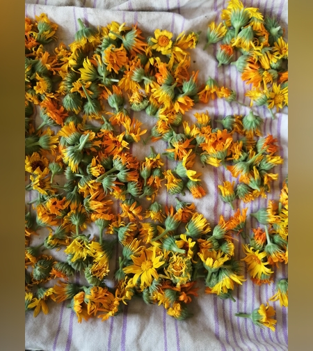 Масло календулы лекарственной