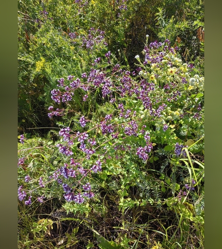 Душица обыкновенная, трава