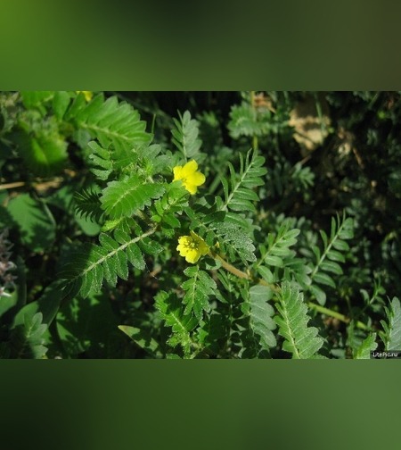 Эликсир защищающий сосуды