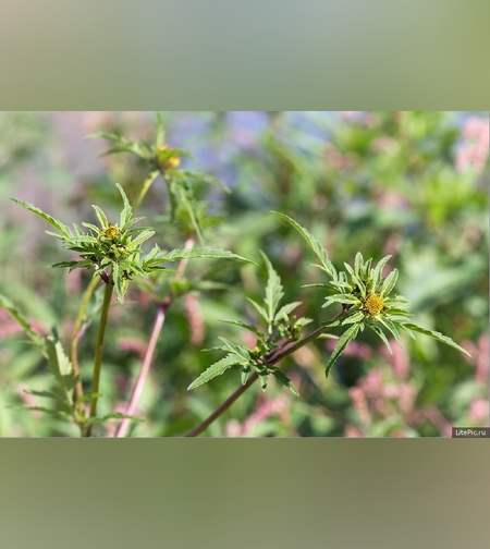 Череда трехраздельная трава.