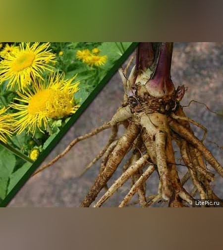 Девясил высокий, корни