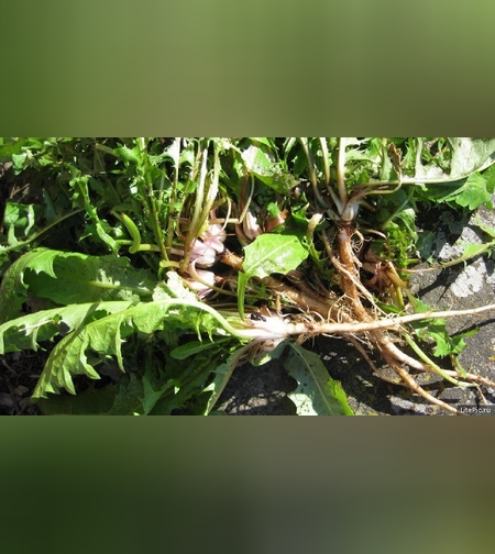 Одуванчик трава с корнями