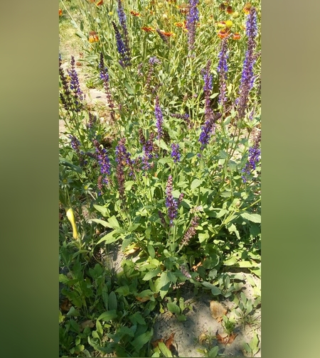 Шалфей остепненный, трава