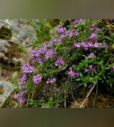 Чабрец Палласа трава