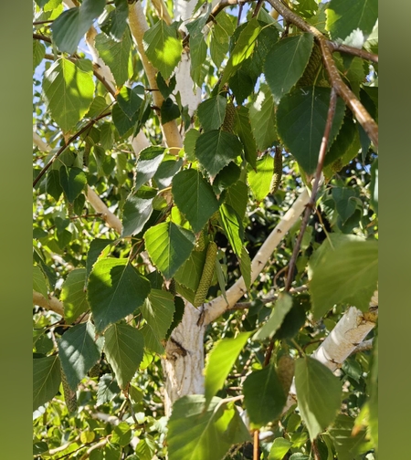 Эликсир почечно-печеночный № 4