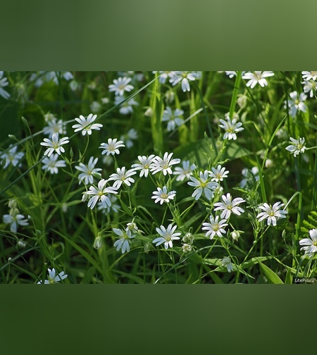 Эликсир звездчатки дубравной (травы)