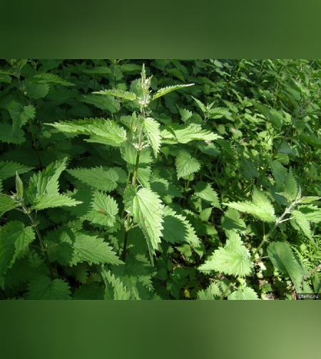 Крапива двудомная трава