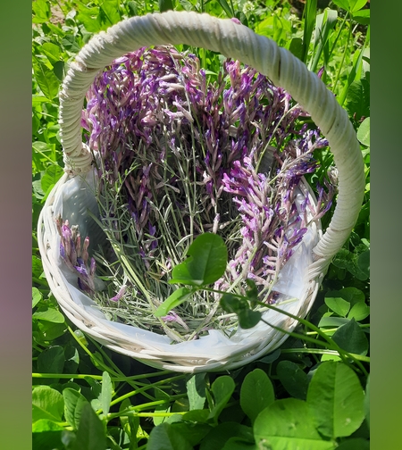 Масло остролодочника