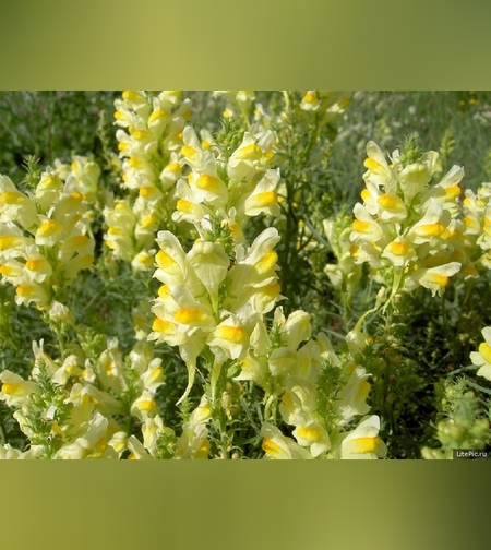 Льнянка обыкновенная трава