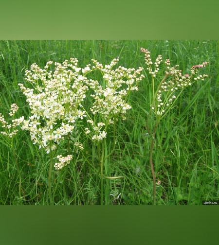 Эликсир разжижающий кровь № 3