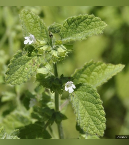 Эликсир успокаивающий № 2