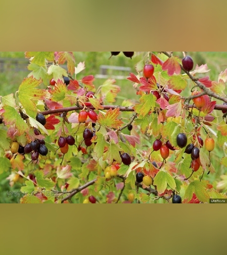 Смородина золотистая, листья