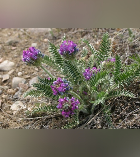 Эликсир иммунный № 1