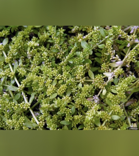 Грыжник Бессера трава