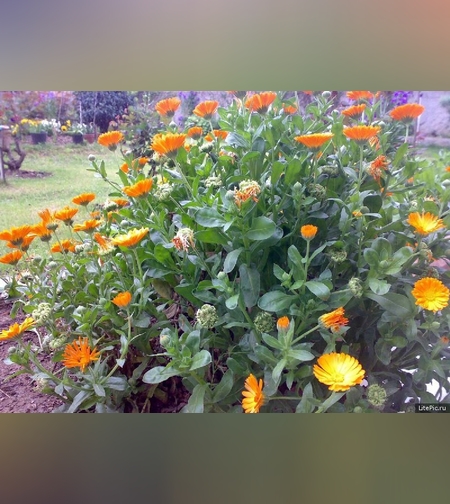 Календула лекарственная, цветки