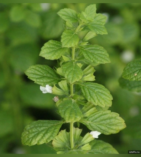 Эликсир мозговой № 1