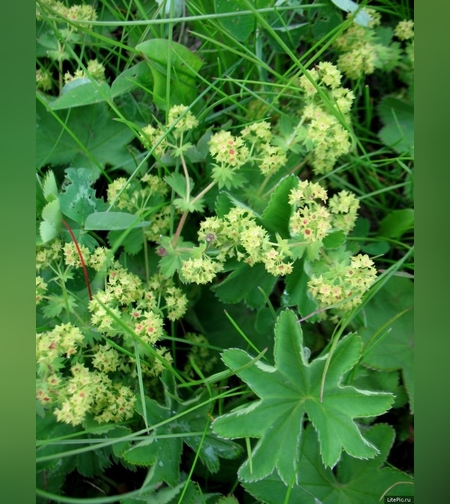 Эликсир разжижающий кровь № 4