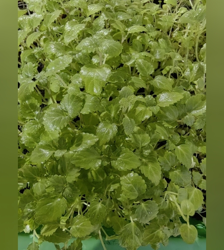 Мелисса лекарственная трава