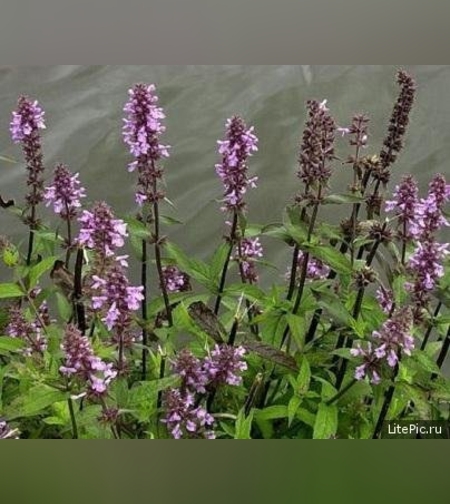 Эликсир понижающая давление № 2