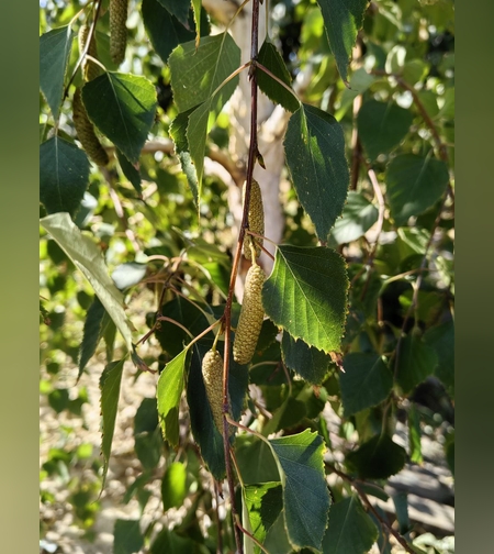 Береза повислая листья