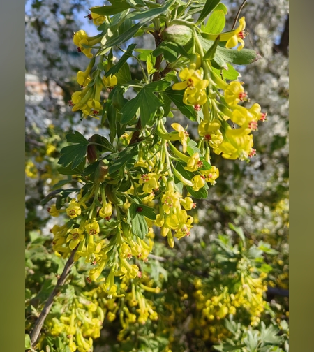 Смородина золотистая, листья