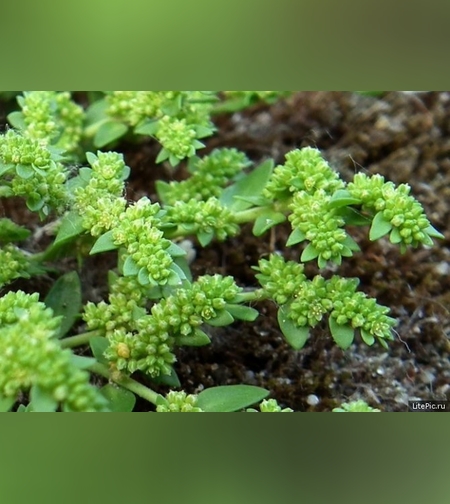 Эликсир почечно-печеночный № 3