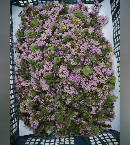 Эликсир  зопника колючего