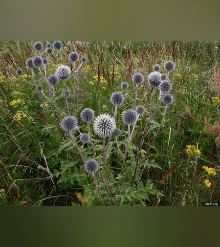 Эликсир успокаивающий № 3