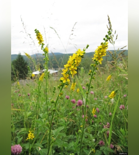 Репяшок аптечный, трава