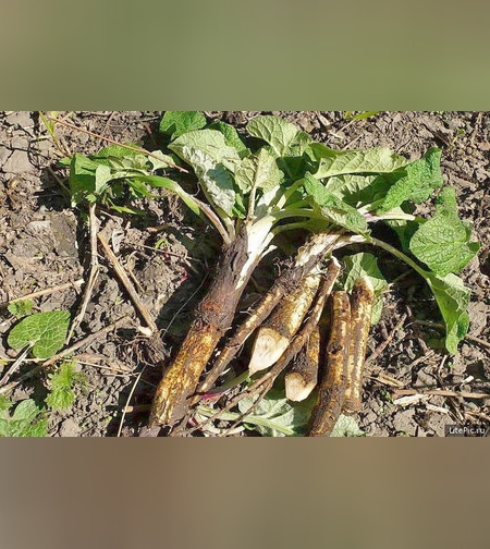 Лопух большой, корни