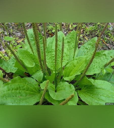 Подорожник большой листья