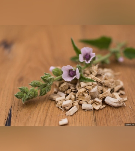 Алтей лекарственный корни