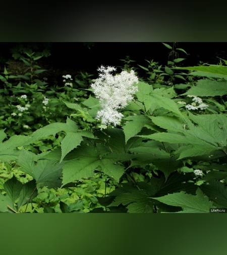 Лабазник вязолистный, листья с цветками