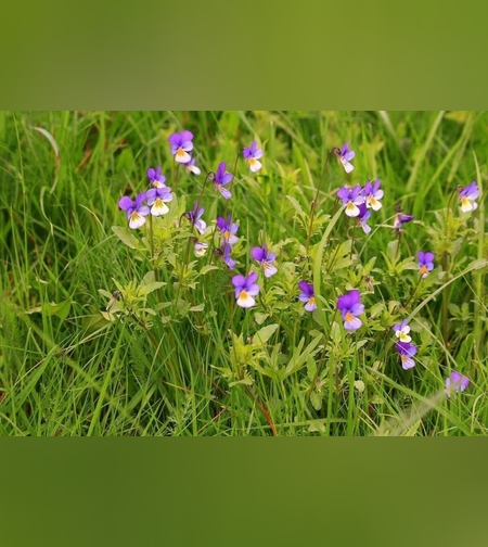 Эликсир иммунный № 10