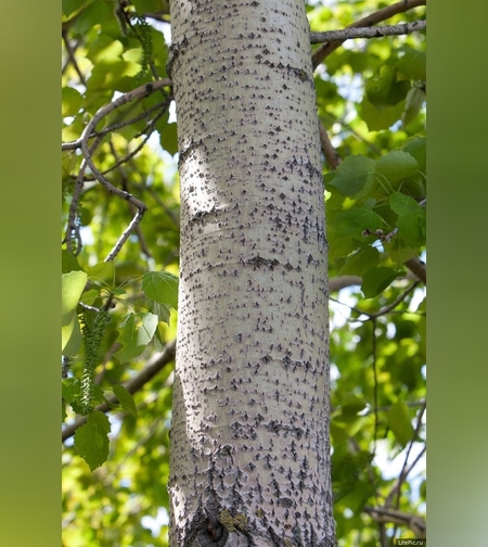 Растирка № 2