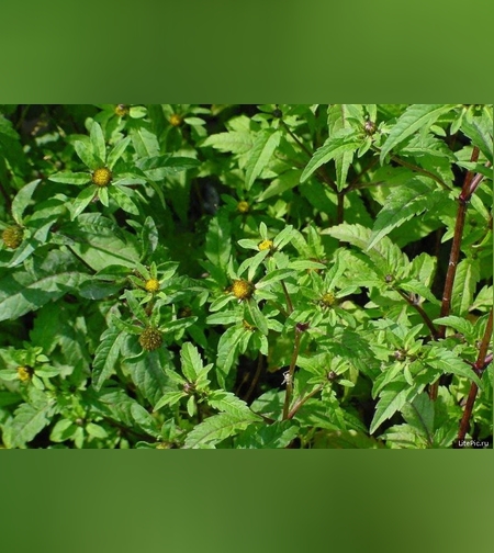 Эликсир противоаллергический № 2