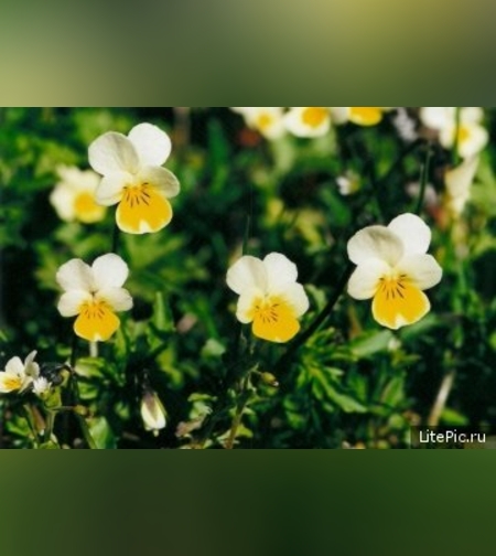 Эликсир противоаллергический №1