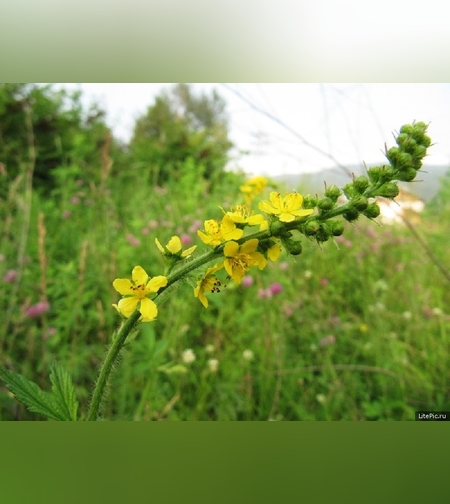 Эликсир  почечно-печеночный № 2