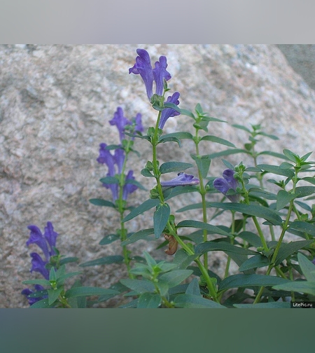 Эликсир иммунный № 3