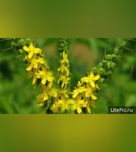 Масло репяшка аптечного