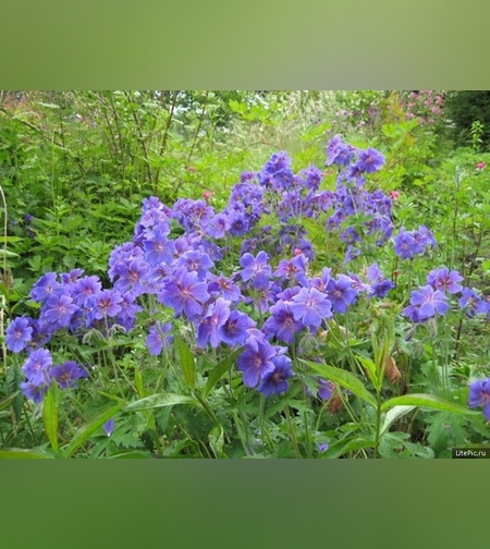 Эликсир успокаивающий № 1