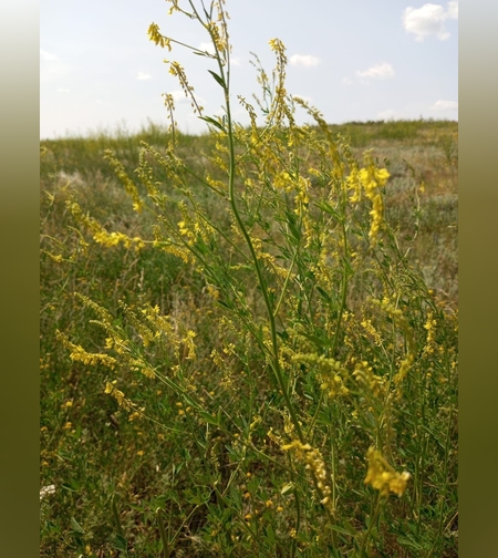 Эликсир разжижающий кровь № 1