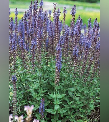 Иссоп лекарственный, трава