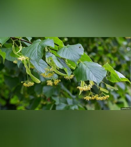 Липа сердцевидная, листья и  цвет