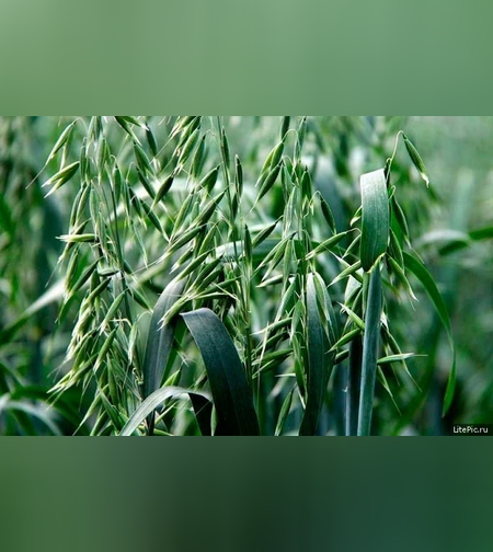 Эликсир иммунный № 12