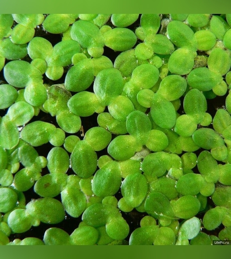 Ряска маленькая